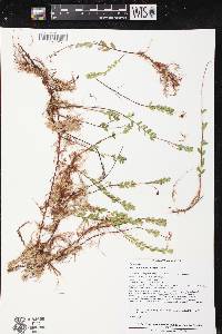 Vaccinium macrocarpon image