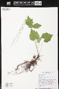 Mitella diphylla image