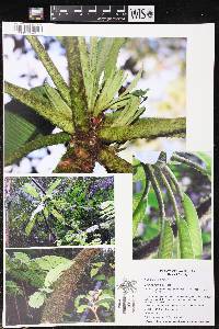 Image of Cyanea fernaldii