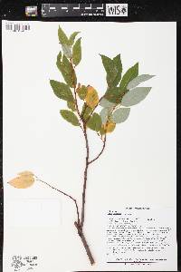 Salix pyrifolia image