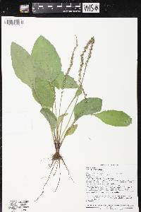 Plantago rugelii image