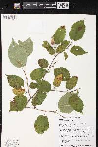 Corylus cornuta image