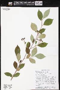 Aronia melanocarpa image