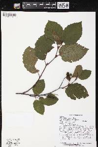 Alnus incana subsp. rugosa image