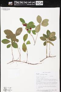 Gaultheria procumbens image