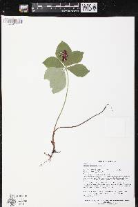 Cornus canadensis image