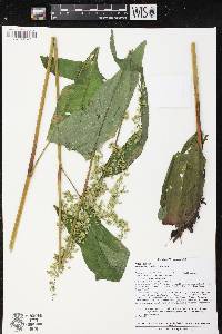 Rumex hydrolapathum image