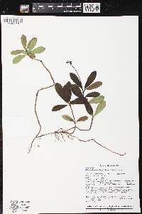 Chimaphila umbellata image