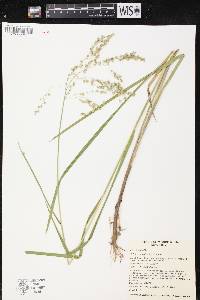 Rotala ramosior image