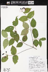 Viburnum rafinesqueanum image