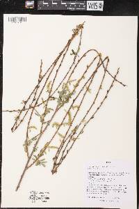 Salix x sepulcralis image