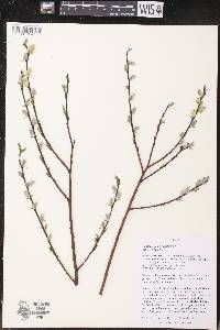 Salix petiolaris image