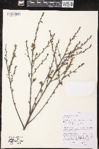 Betula pumila image