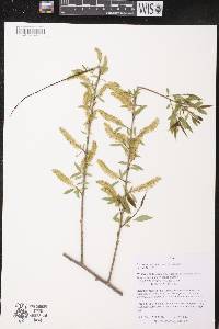 Salix amygdaloides image