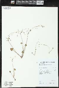 Image of Nymphoides exiliflora