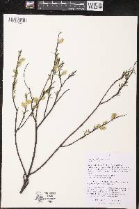 Salix petiolaris image