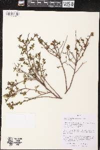 Vaccinium angustifolium image