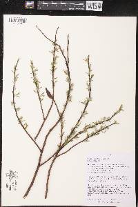 Salix petiolaris image