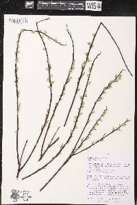 Salix petiolaris image