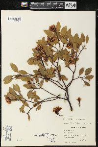 Arctostaphylos patula image