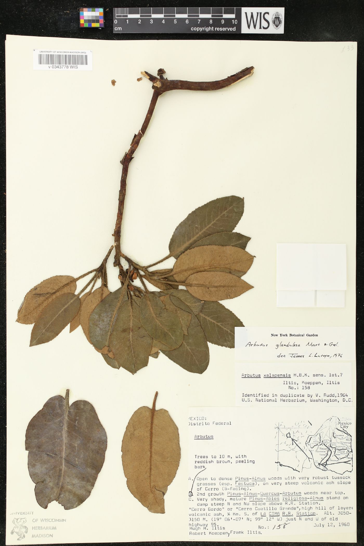 Arbutus glandulosa image