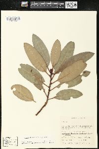 Arbutus xalapensis image