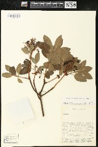 Arbutus xalapensis image