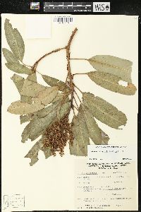 Arbutus xalapensis image