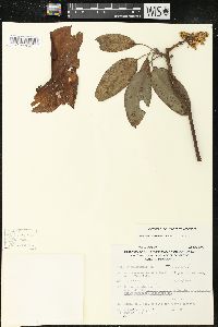 Arbutus alpina image