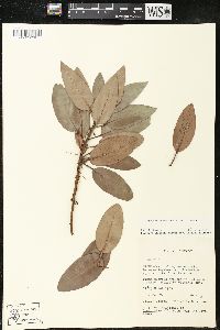 Arbutus tessellata image