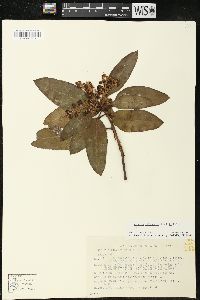 Arbutus xalapensis image