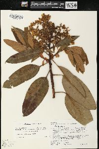 Arbutus xalapensis image