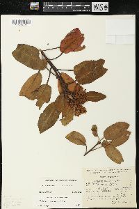 Arbutus xalapensis image