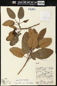 Arbutus xalapensis image