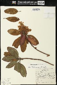 Arbutus xalapensis image