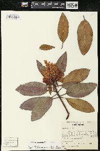 Arbutus xalapensis image