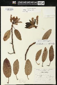 Arbutus xalapensis image