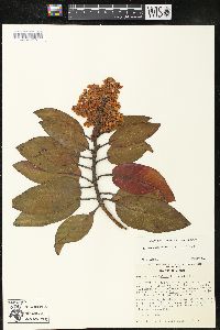 Arbutus xalapensis image