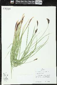 Carex nebrascensis image