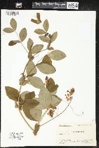 Lathyrus davidii image