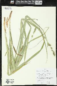 Carex sparganioides image