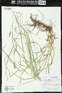 Carex cephaloidea image