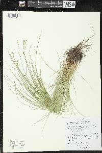 Carex radiata image