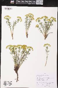 Euphorbia cyparissias image