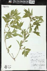 Lonicera maackii image