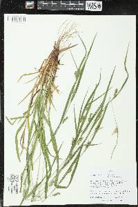 Carex grisea image