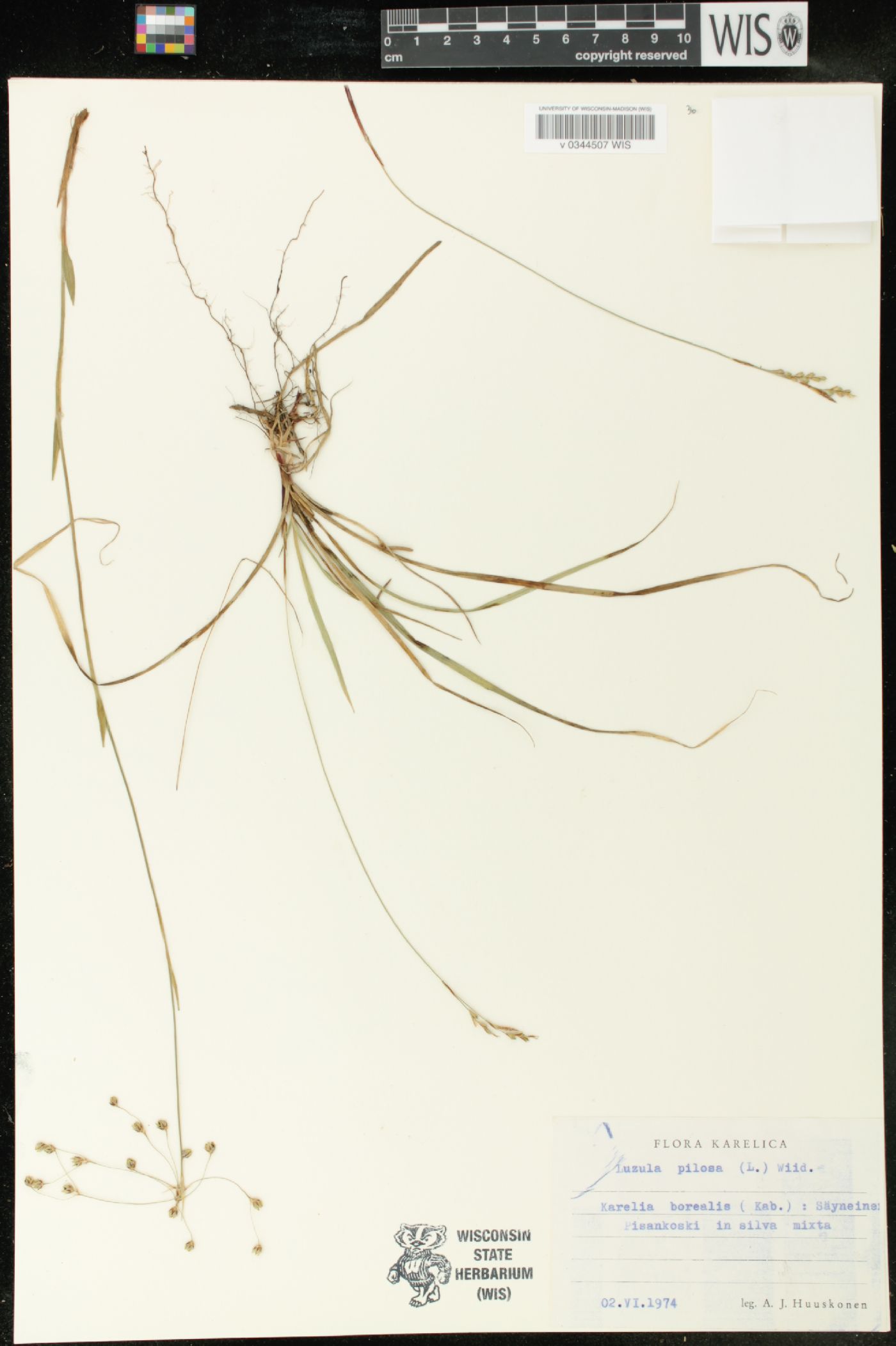 Luzula pilosa image