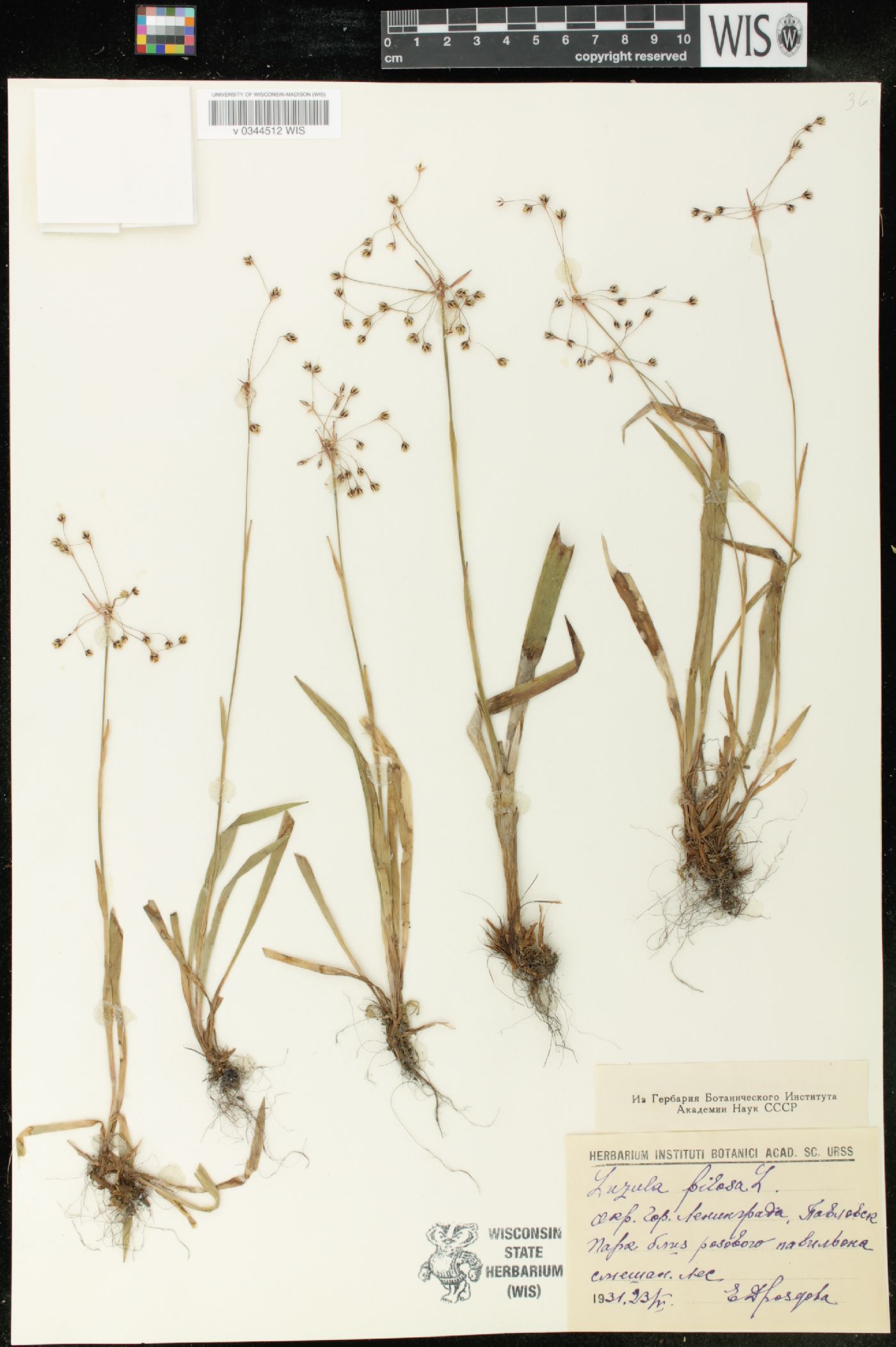 Luzula pilosa image