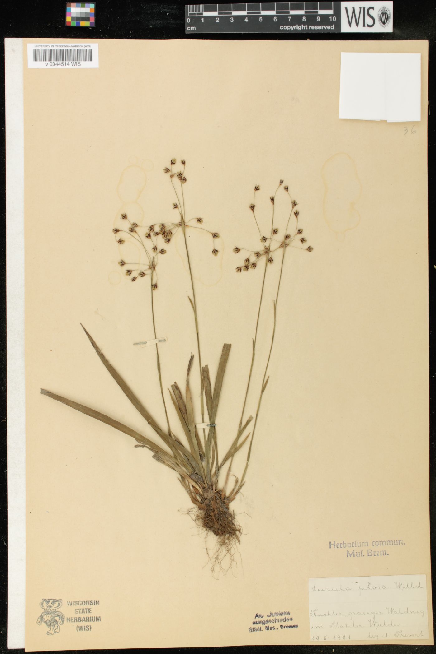 Luzula pilosa image