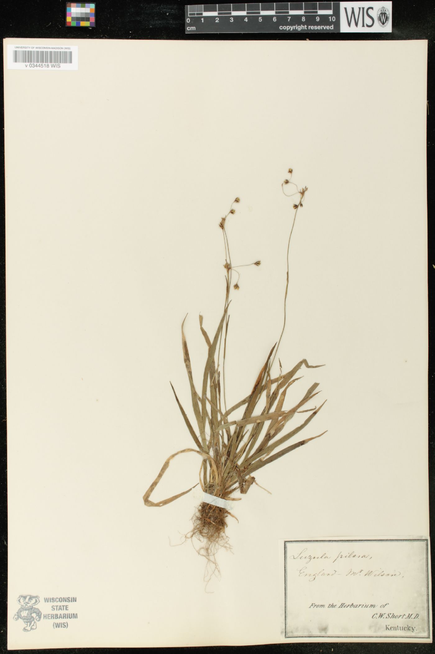 Luzula pilosa image